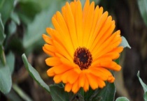 雏菊播种多久？