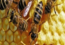 工蜂为什么会产卵 工蜂产的卵什么样