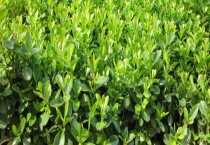 大叶黄杨和小叶黄杨的区别？