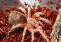 什么是火玫瑰蜘蛛