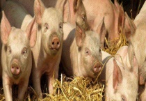 仔猪水肿病防治方法 附临床病状