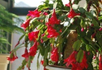 火龙果嫁接蟹爪兰烂根怎么办？