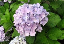 杨秀球花有毒吗？