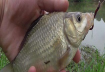 春季钓鲫鱼怎么打窝？注意事项有哪些？