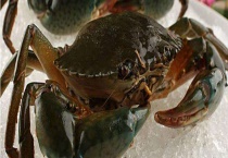 锯缘青蟹多少钱一斤 附锯缘青蟹的营养价值