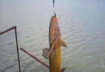 钓嘎鱼用几号白狐钩？附钓嘎鱼注意事项