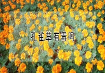 孔雀草有毒吗？