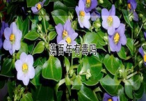 藻百年有毒吗？