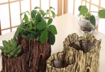 树根如何挖洞做花盆