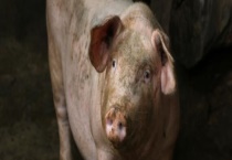 母猪磨牙是什么原因？