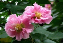 什么花适合种在院子里