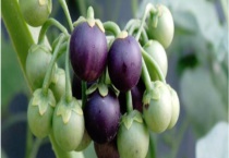 传播种子的方式有哪些 主要有这四种方式