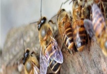 工产群怎么介王安全 附介王时间