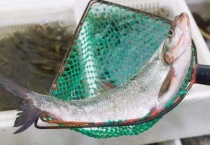 白水鱼是什么鱼