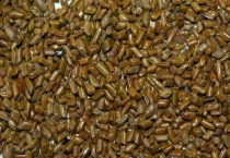 决明子是什么样子