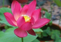 碗莲需要换水吗？