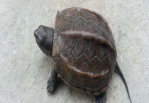 外塘草龟和温室草龟有什么不同 从生长环境、生活方式、外观上来区分