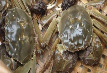 阳澄湖大闸蟹什么季节上市 大小不同售价不同