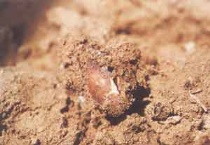 花生播种后腐烂怎么办？