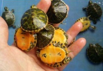 黄耳龟和巴西龟区别？