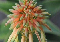 芦荟会开花吗？