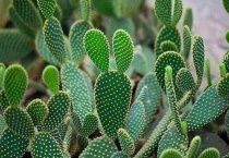 仙人掌是什么季节的植物