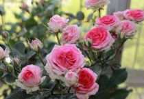 灌小伊月季介绍