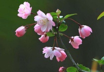 垂丝海棠能扦插吗？