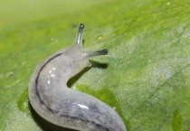 蜗牛为什么没有壳