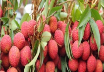 荔枝是哪个地方的特产 吃多了会不会上火