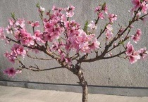 桃树四月份打什么药