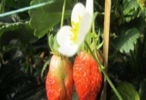 草莓的花是什么颜色？有香味吗？