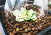 玉露闷养多久？