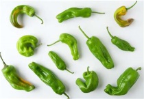 七彩辣椒种子催芽多久？