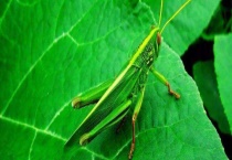 蚂蚱吃什么食物 养殖饲料有哪些？
