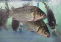 养殖一亩罗非鱼成本多少？