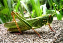 蚂蚱是什么昆虫