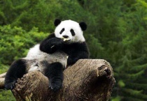 熊猫会爬树吗？