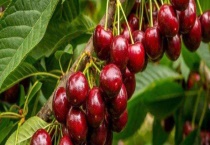 车厘子产地在哪里 附发展历史和功效