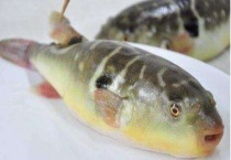 巴西龟和草龟哪个聪明