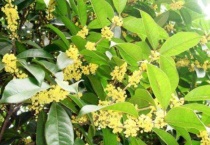 桂花树移栽要注意什么？