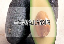 牛油果树苗北方能种吗？