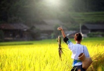 一亩地能养多少稻花鱼