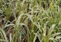 麦门冬和麦冬的区别？ 产地在哪