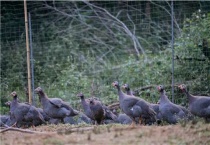 珍珠鸡如何养殖