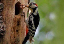 啄木鸟和戴胜鸟的区别？