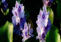 水葫芦怎么老烂