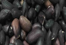 黑皮花生 附形态特征及生长周期