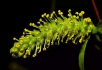 柳树花是完全花吗？