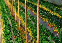 种植 附种植内容